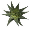 Haworthia Limafolia